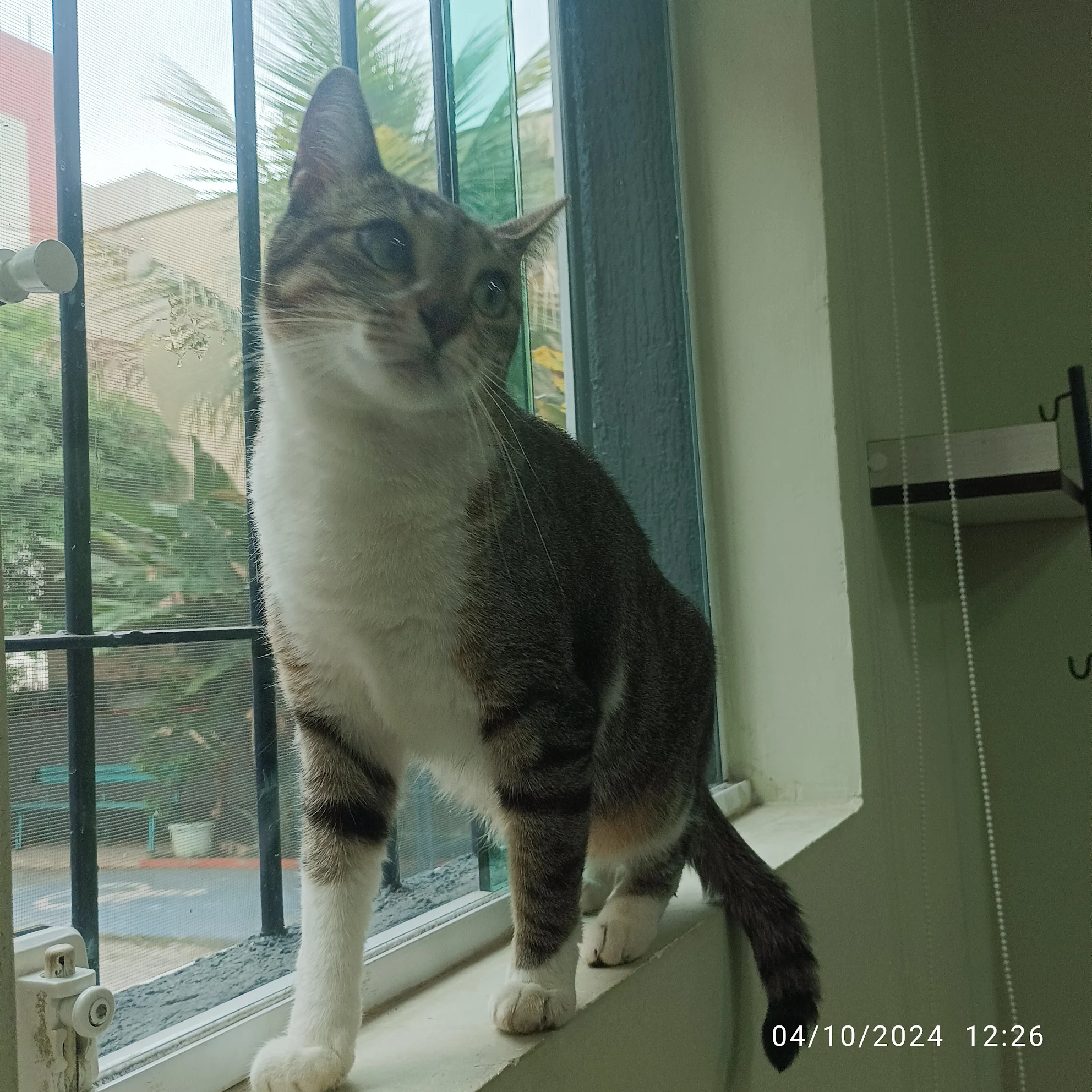 Celso de Oliveira pet photo