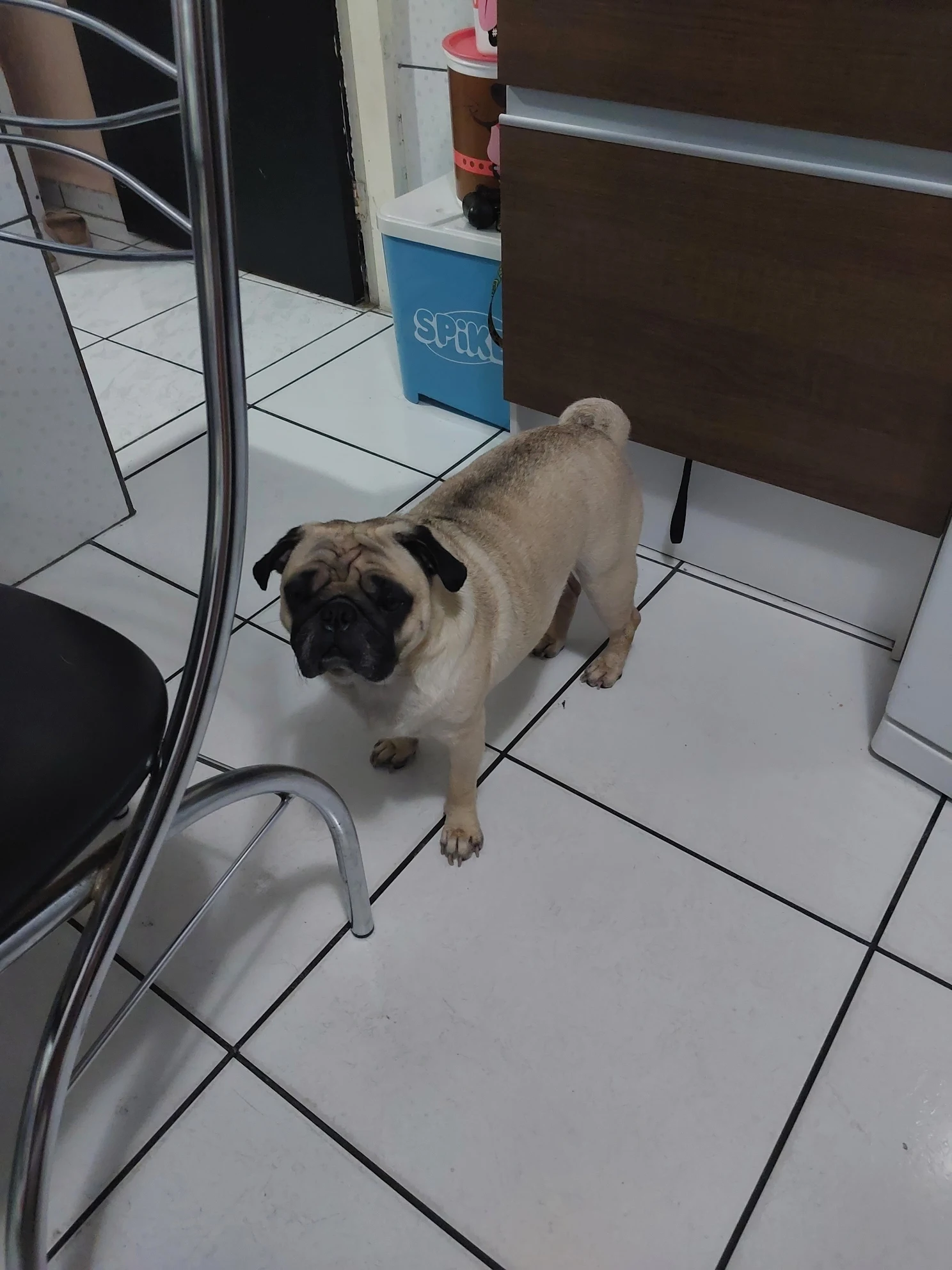 Rosimeire Mendonça pet photo